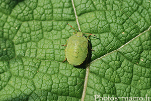 Palomena prasina